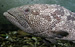 Malabar Grouper