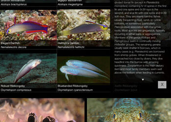 Omvangrijke visgids Oostelijke Indië op app